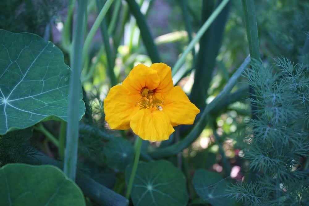 Beautiful yellow nasturtium flower