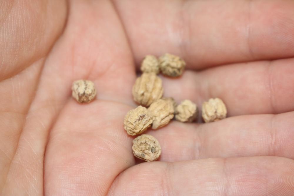 Nasturtium seeds in hand