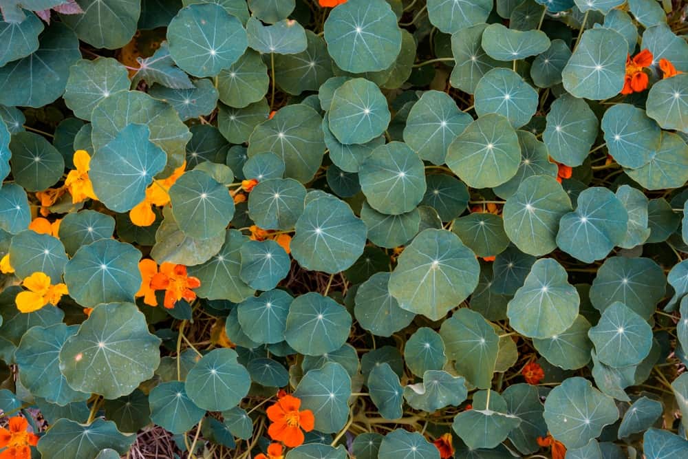 Nasturtiums acting as ground cover