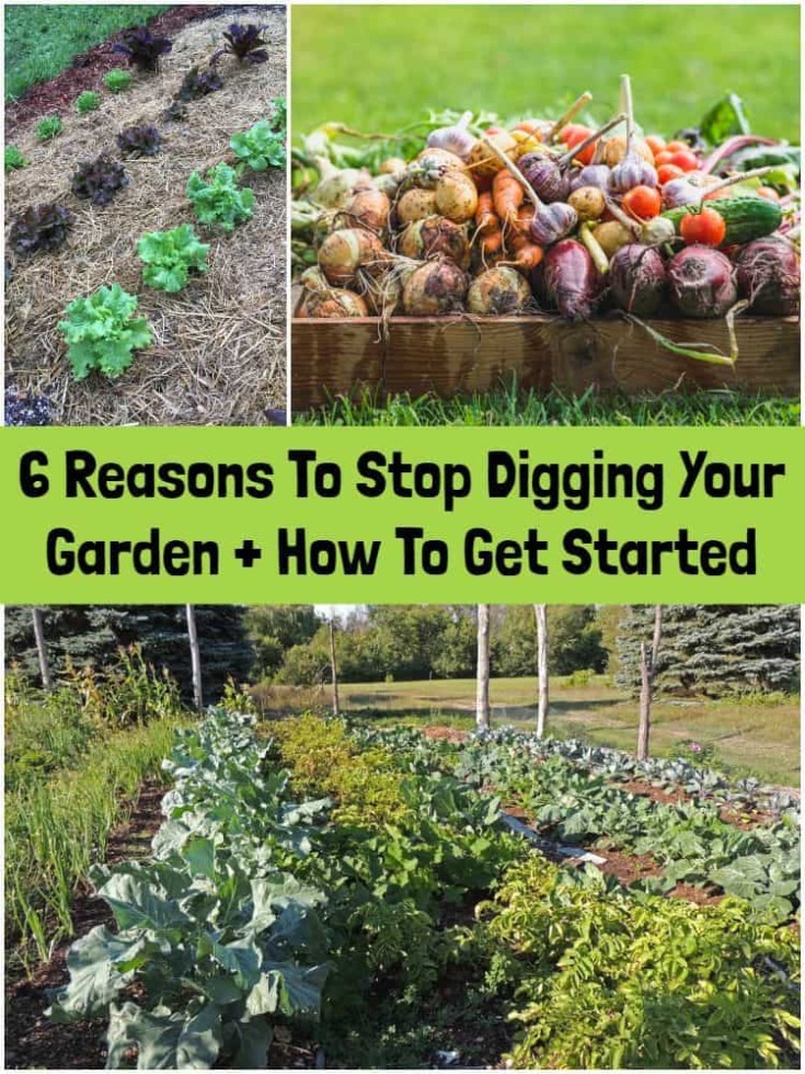 6 Reasons To Start A No Dig Garden + How To Get Started