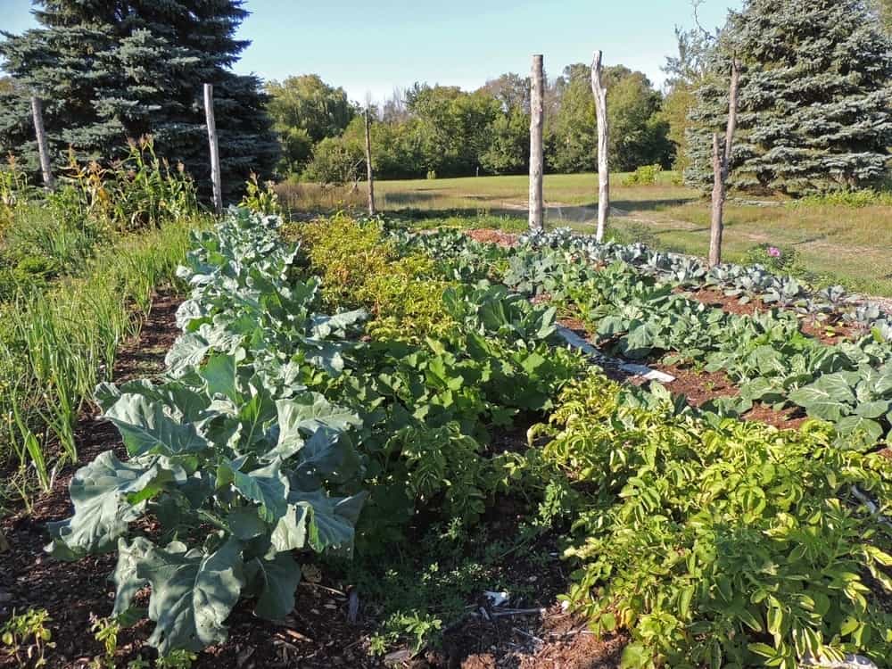 6 Reasons To Stop Digging Your Garden + How To Get Started