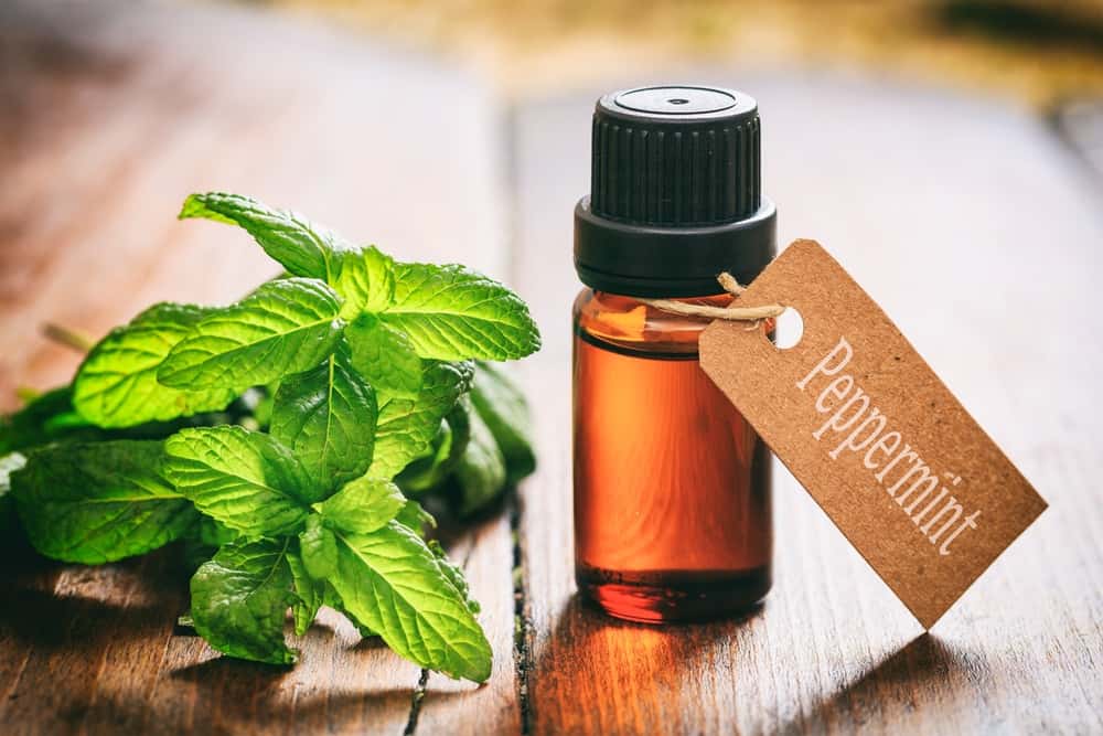 Bottle of peppermint essential oil and a sprig of peppermint