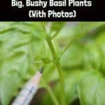 How to Prune Basil for Big, Bushy Basil Plants (With Photos)