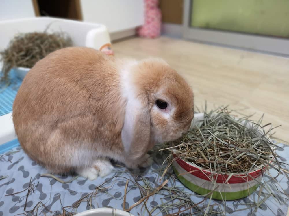 Rabbit eating grass clippings