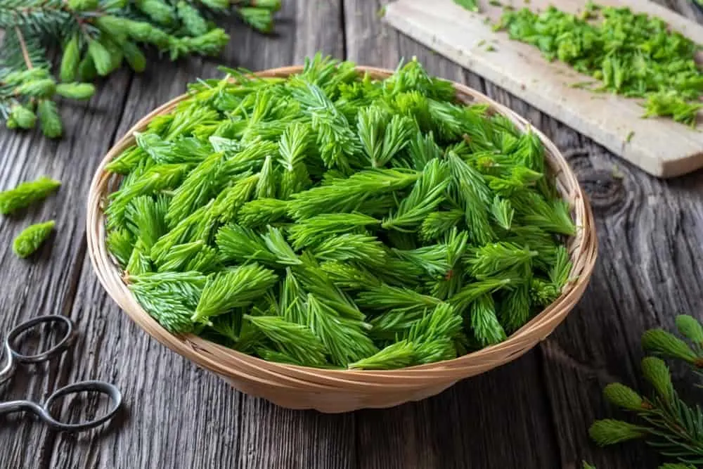 Homemade Spruce Tips Syrup, Tea & More Great Spruce Tips Uses
