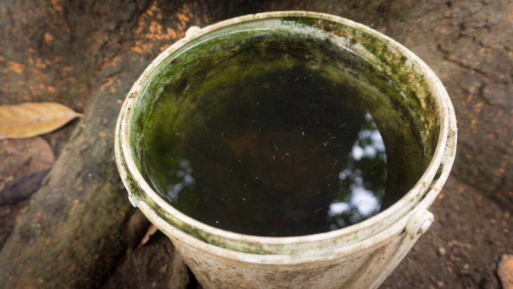 Bucket of standing water with mosquito eggs. 