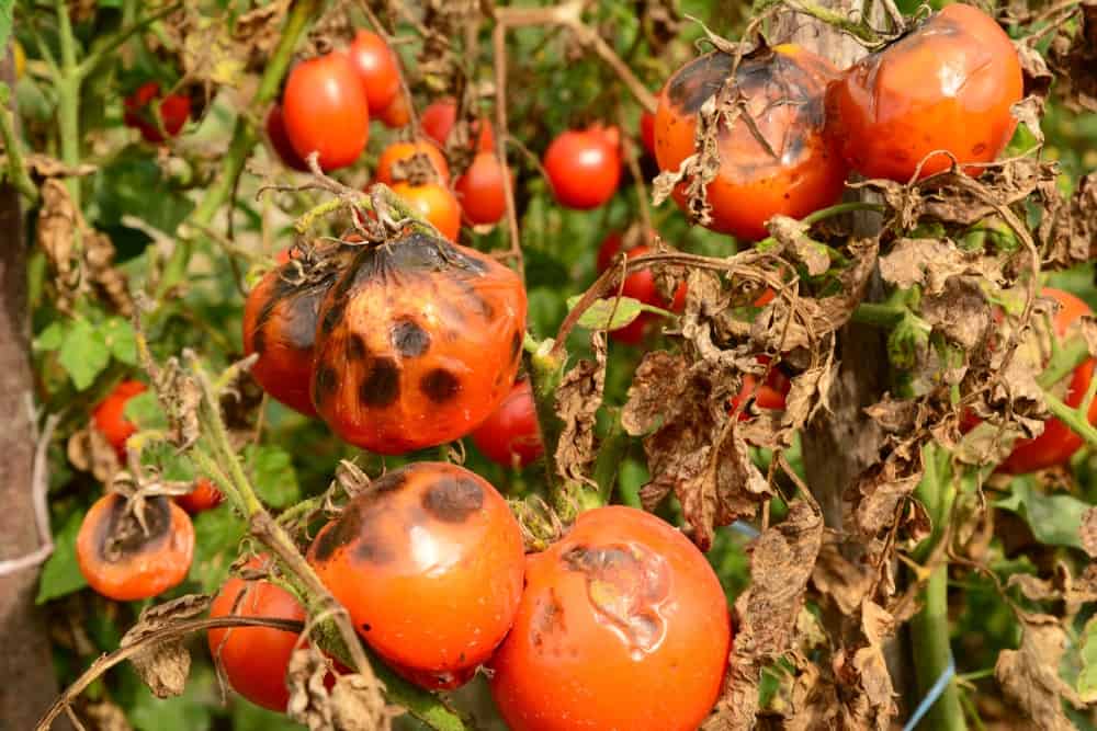 10 Pro Tips For Growing Tasty & Abundant Tomatoes