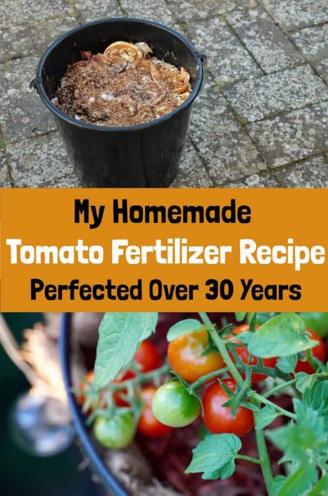 My Homemade Tomato Fertilizer Recipe Perfected Over 30 Years