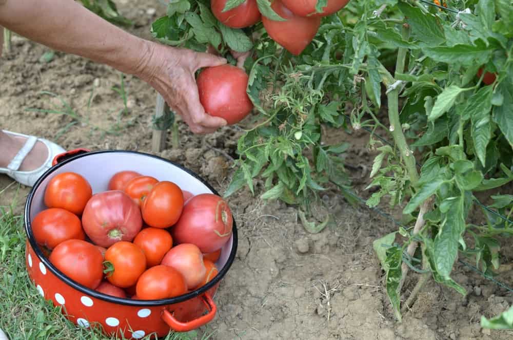 Collecting an abundant harvest of homegrown tomatoes
