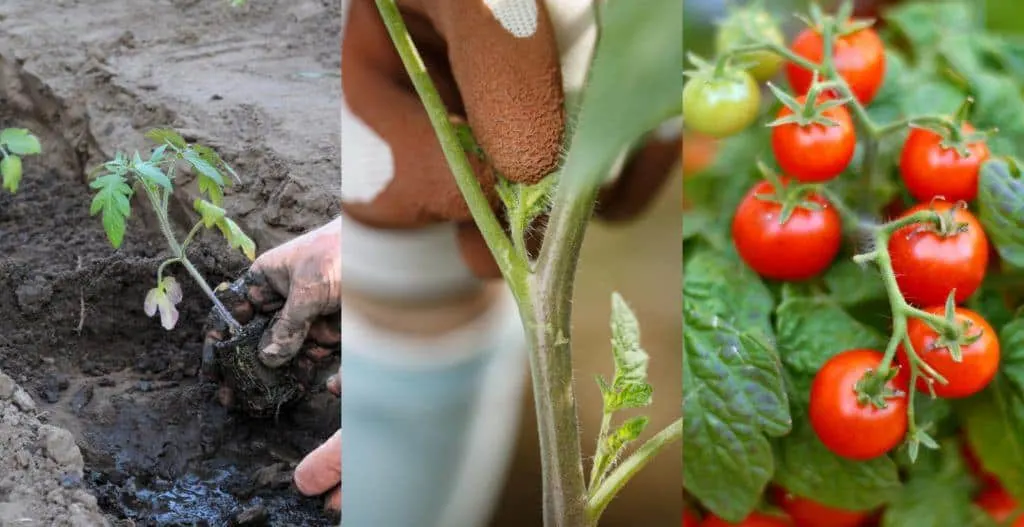 10 Pro Tips For Growing Tasty & Abundant Tomatoes