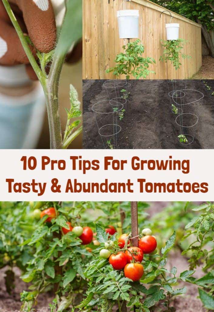 10 Pro Tips For Growing Tasty & Abundant Tomatoes