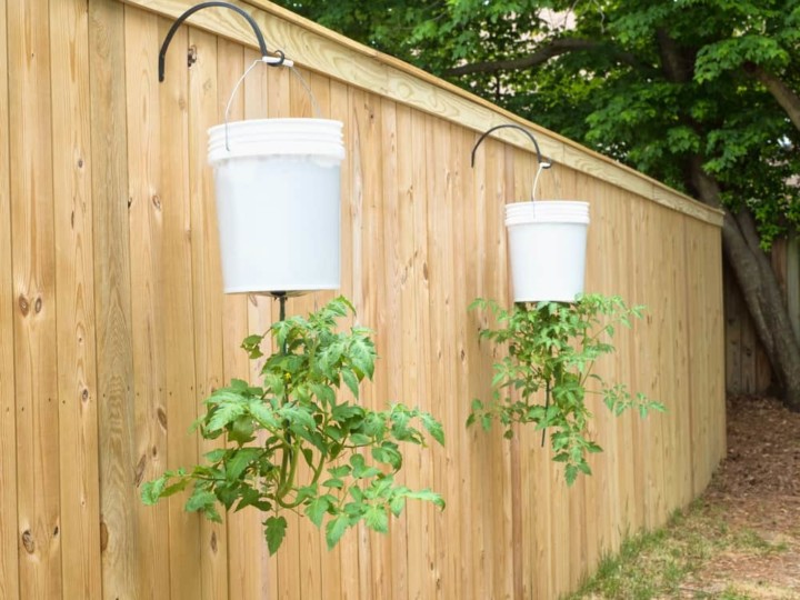 How To Grow Upside Down Tomato Plants & Why You Should