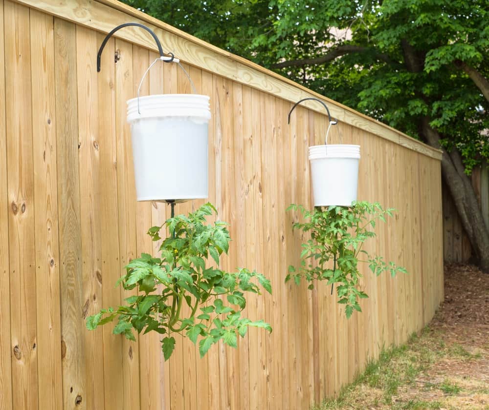 A 5 gallon bucket planter for upside down tomato growing. 