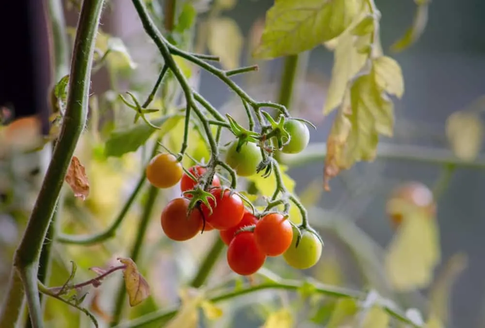 Cherry tomatoes growing upside down. 