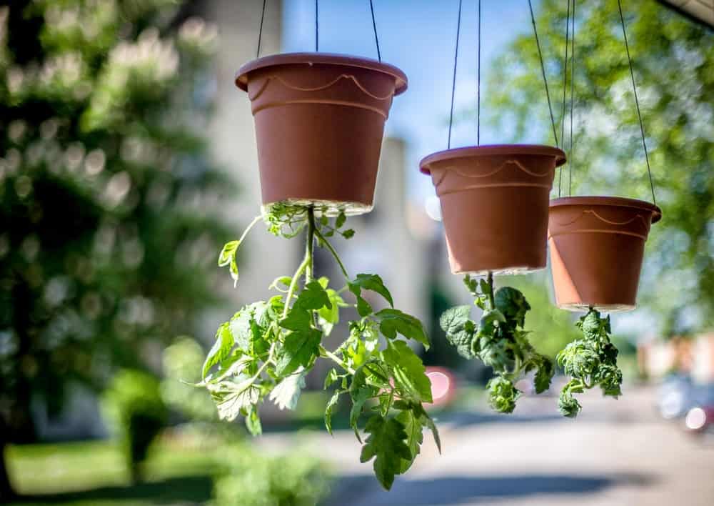 Tomato plants being grown upside down in pots. 