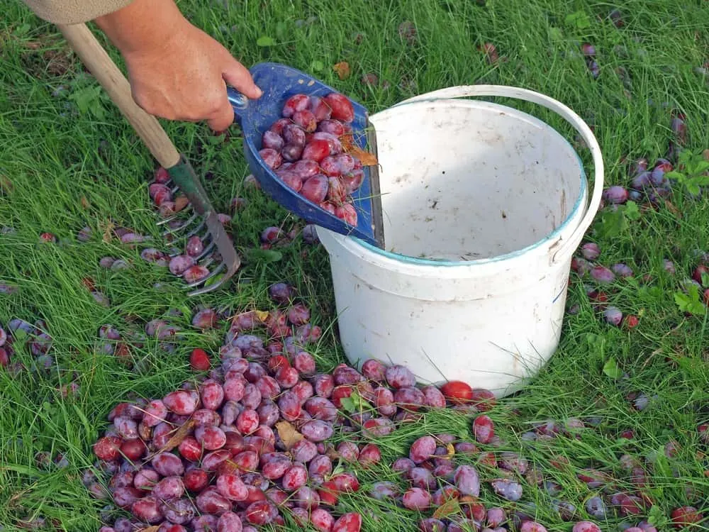Collecting plums into five gallon bucket