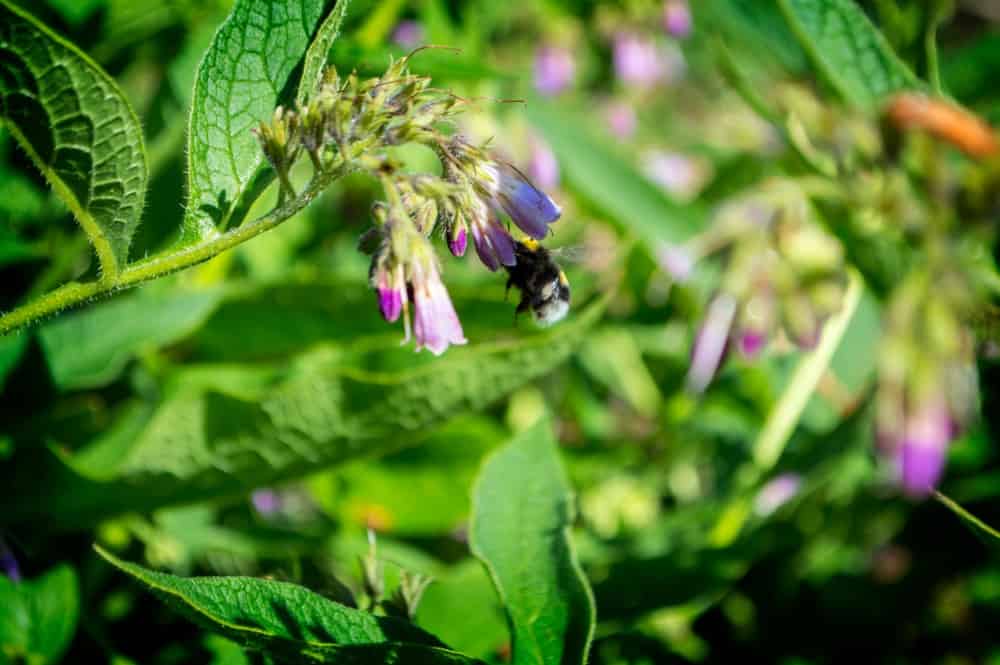 A bee feasting on comfrey flowers. 