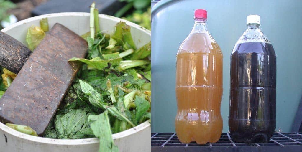 How To Make Comfrey Liquid Fertilizer - The Stinky Brew That Acts Like Rocket Fuel For Your Plants