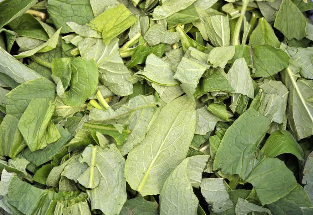 Chopped comfrey leaves