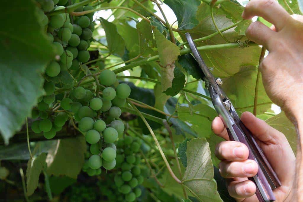 Locate a long vine that sticks out past a bunch of grapes and cut it back so that one set of leaves are just covering the bunch. 