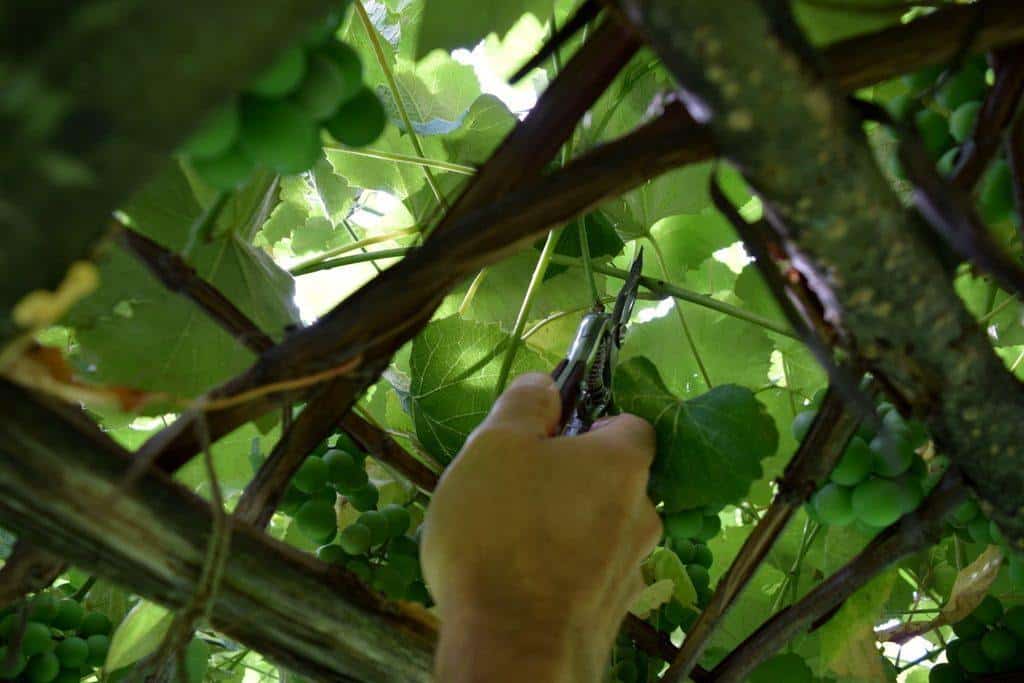 Search for the right grape vine to cut, then remove it to increase air flow.