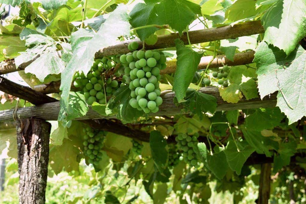 Allow plenty of air circulation for a healthy grape harvest.