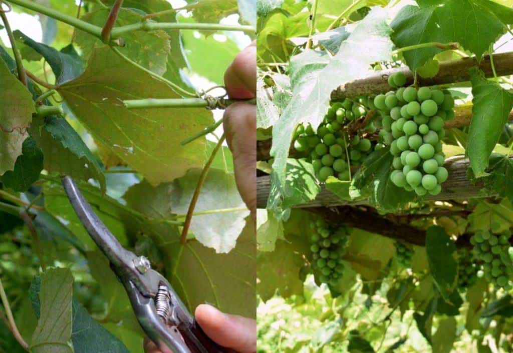 How To Summer Prune Grape Vines For A Bountiful Harvest (With Photos!)
