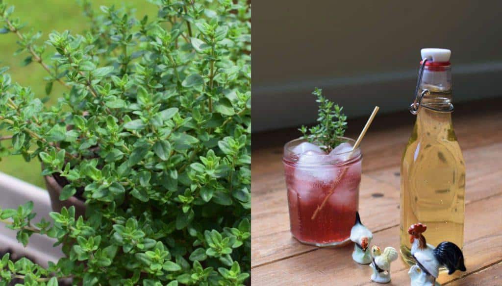 How to Make Thyme-Infused Syrup & 5 Recipes That Use It