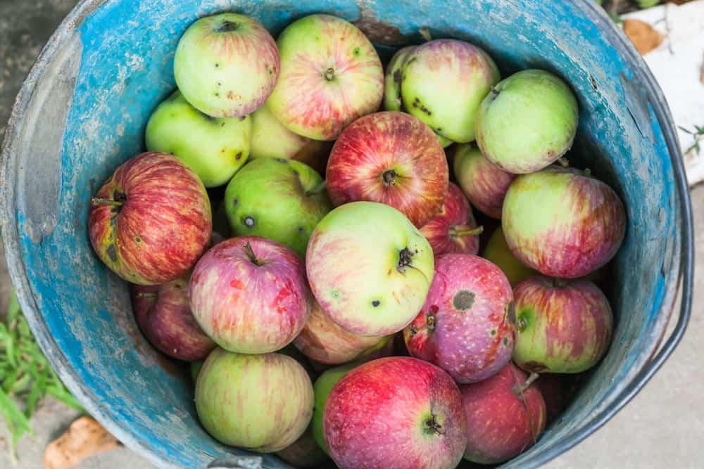 10 Ways to Use Windfall Apples