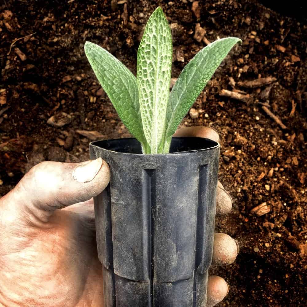 Young potted comfrey plant