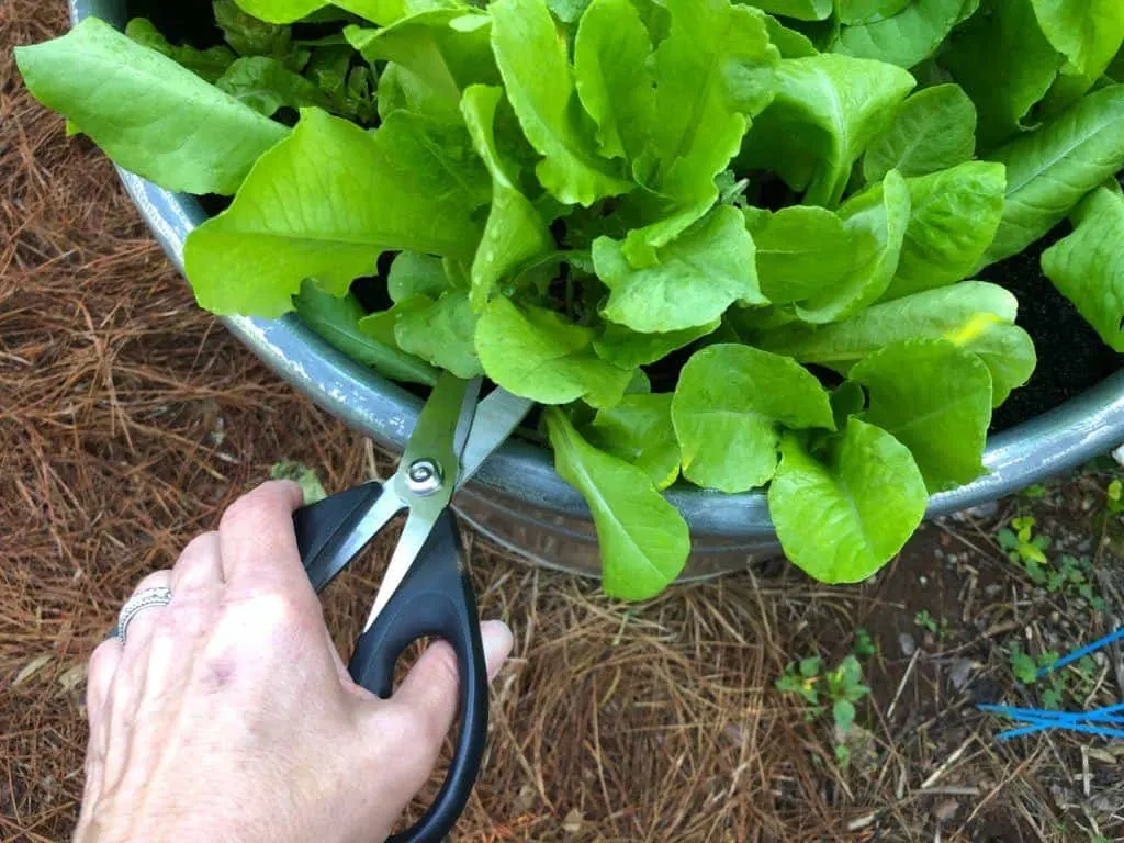 Harvesting European bibb lettuce