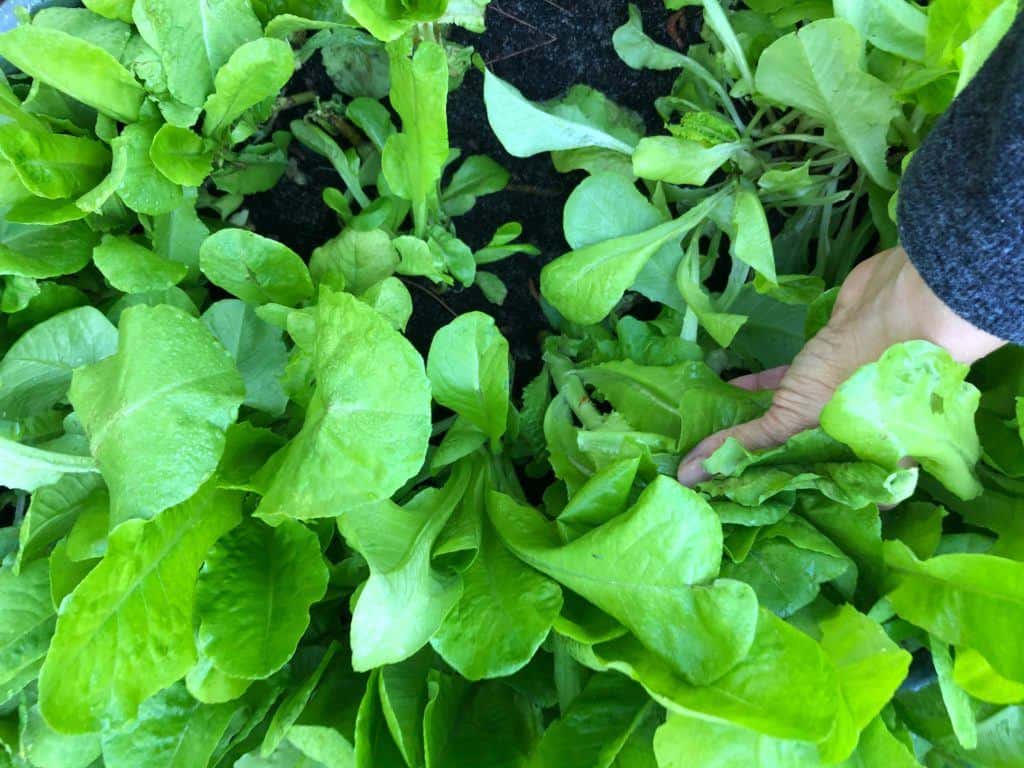 Lettuce in a garden