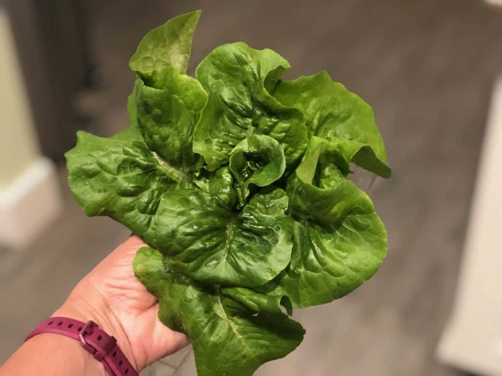 European bibb lettuce head