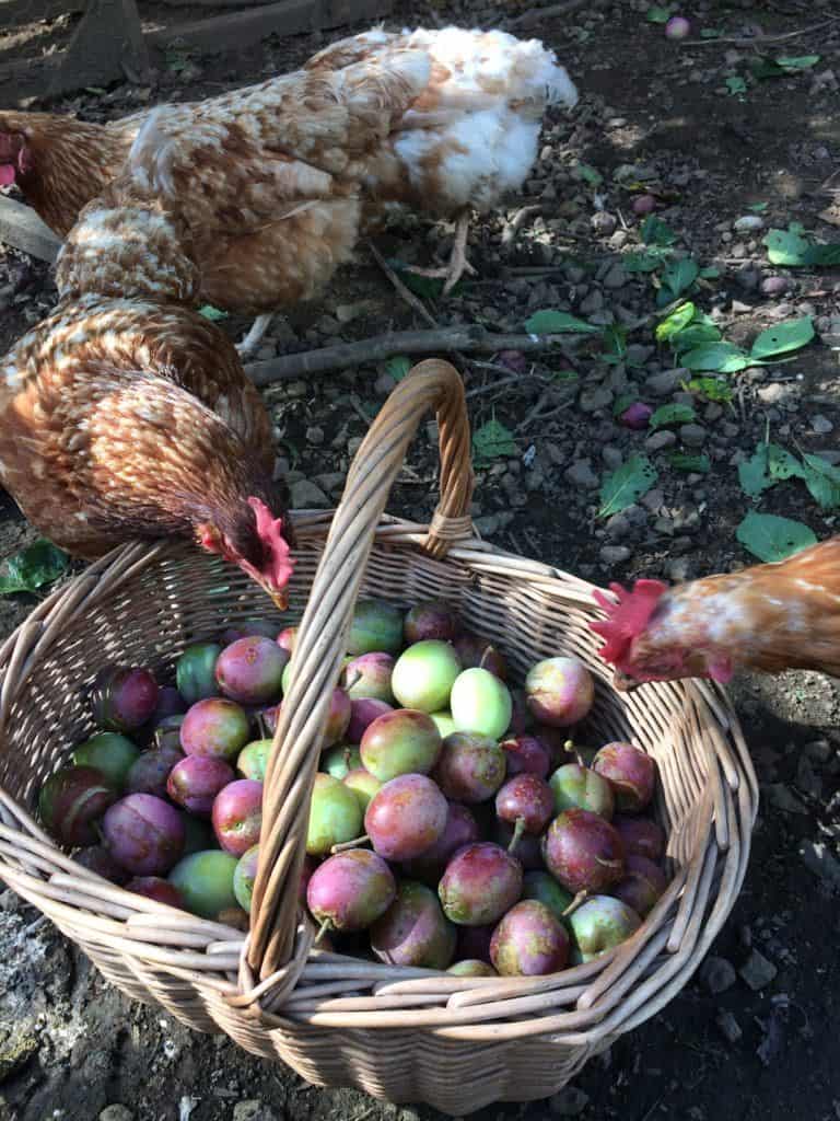 Chickens looking into a basket of plums