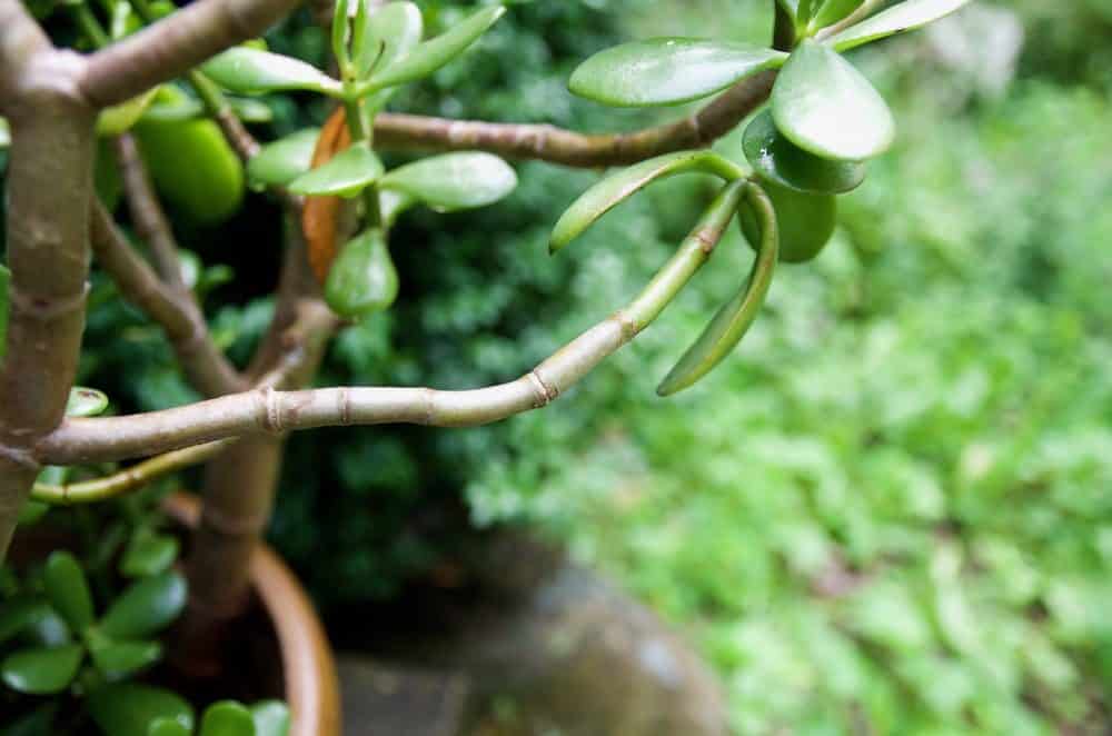 How To Prune A Jade To Get A Big Bushy Plant (With Photos!)