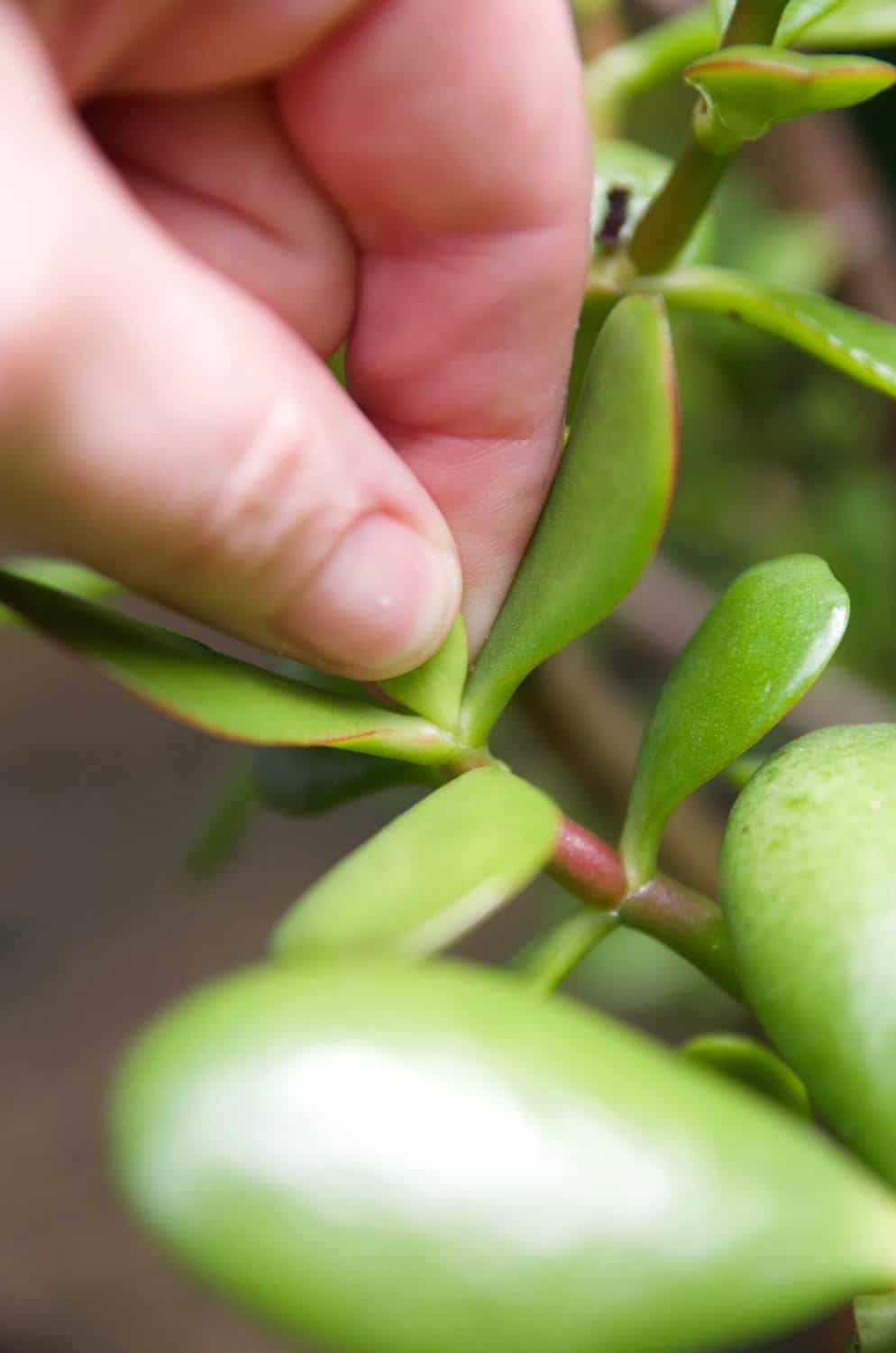 How To Prune A Jade To Get A Big Bushy Plant (With Photos!)