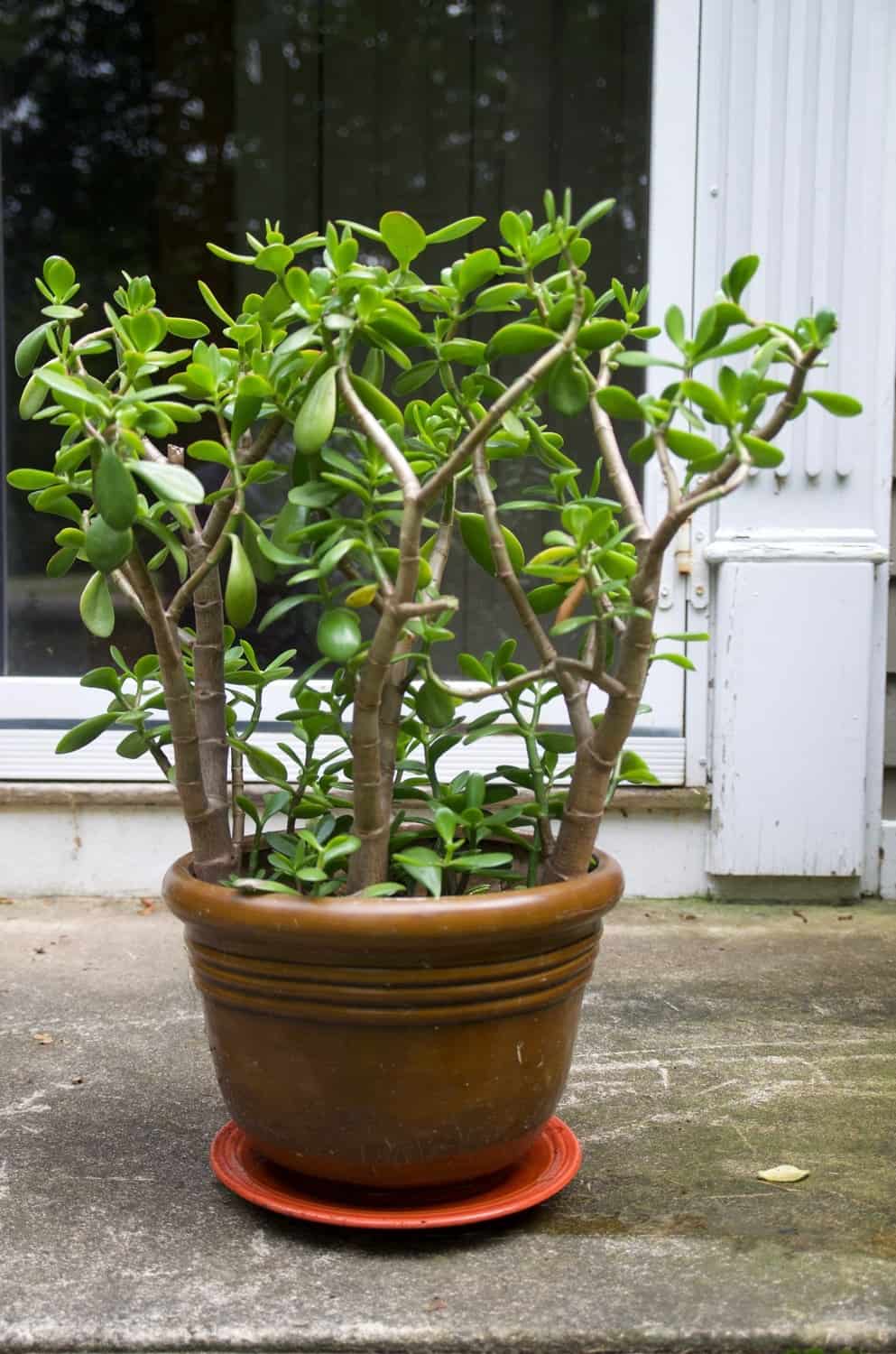 How To Prune A Jade To Get A Big Bushy Plant (With Photos!)