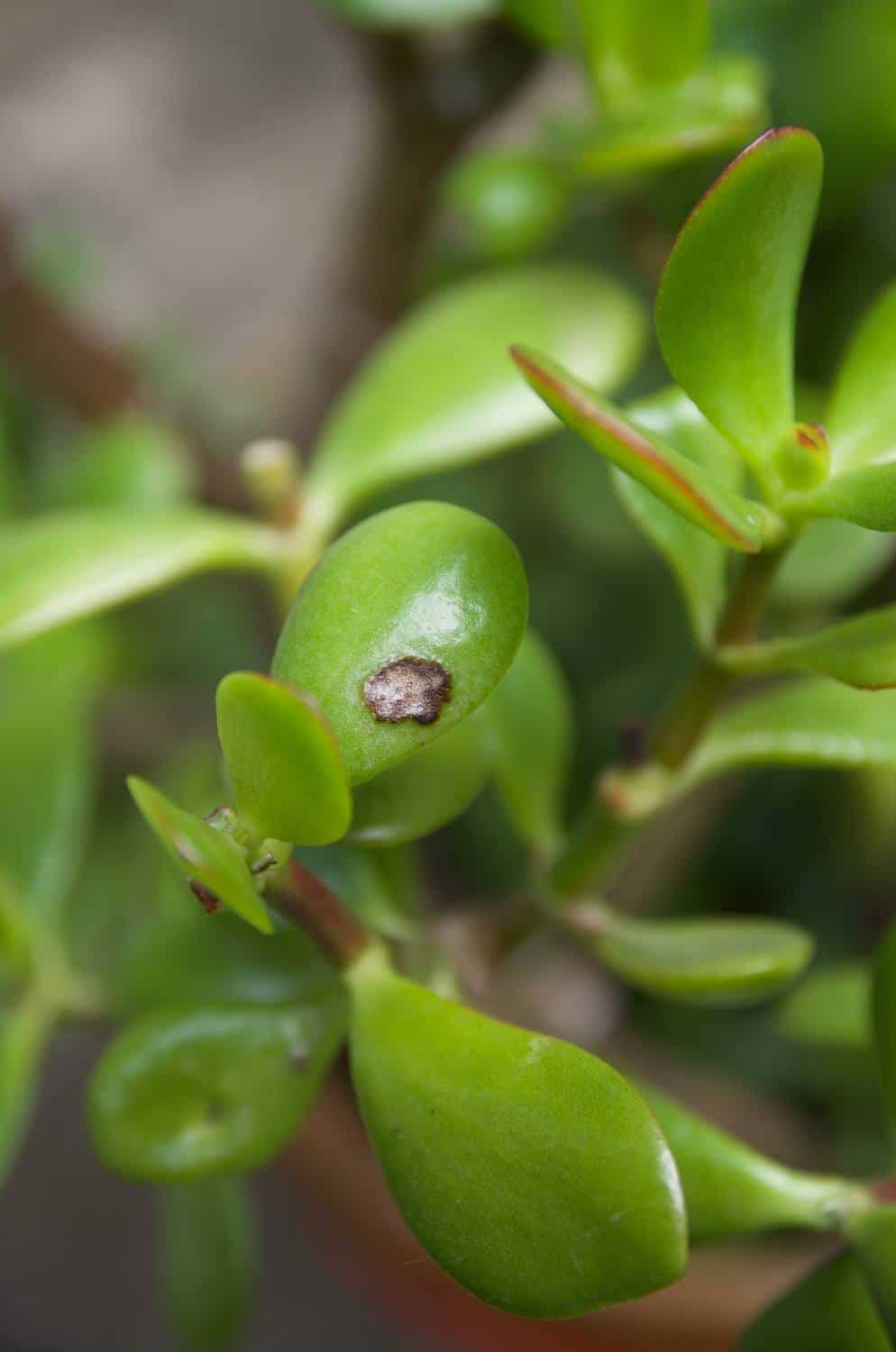 How To Prune A Jade To Get A Big Bushy Plant (With Photos!)