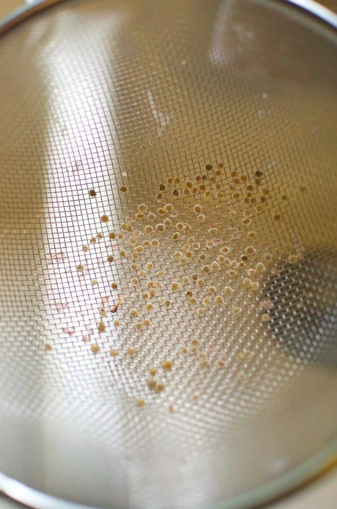 The tomato seeds after filtering through a fine mesh strainer