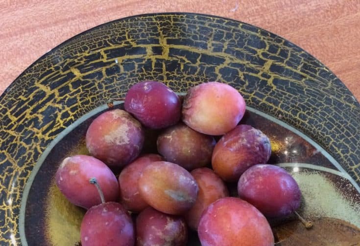 24 Things To Do With a Glut of Plums
