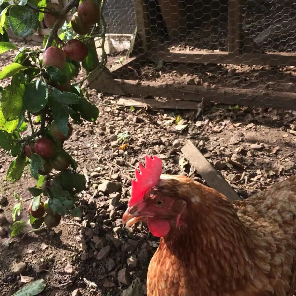 Chicken next to a plum tree branch