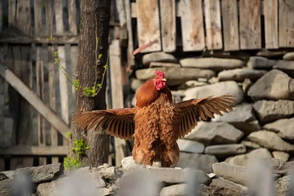 Aggressive Rooster. 
