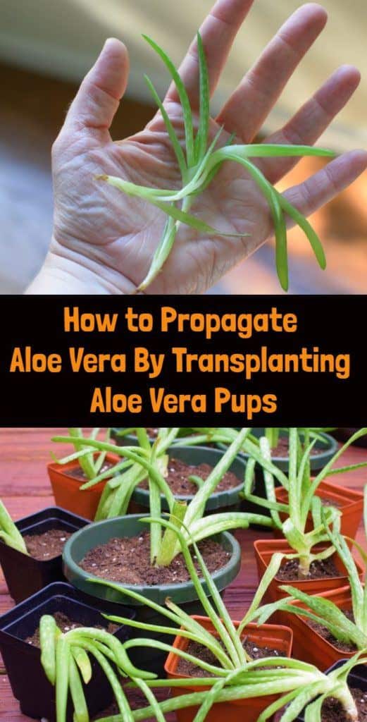 How to Propagate Aloe Vera By Transplanting Aloe Vera Pups