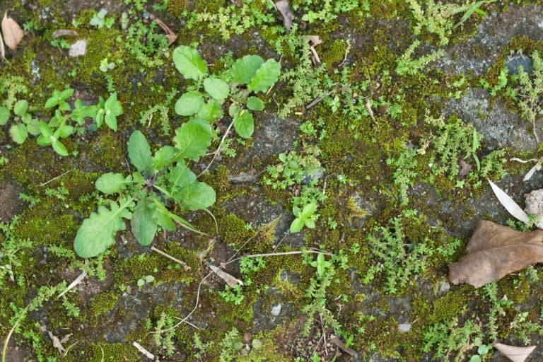 5 Reasons To NEVER Use Coffee Grounds In Your Garden