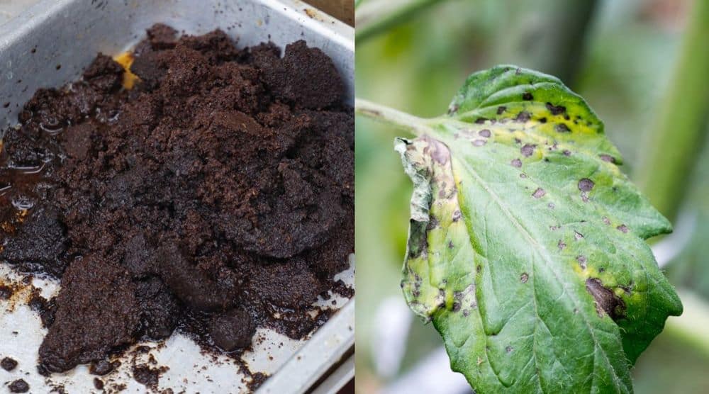 How Can Coffee Grounds Be Used in the Garden 