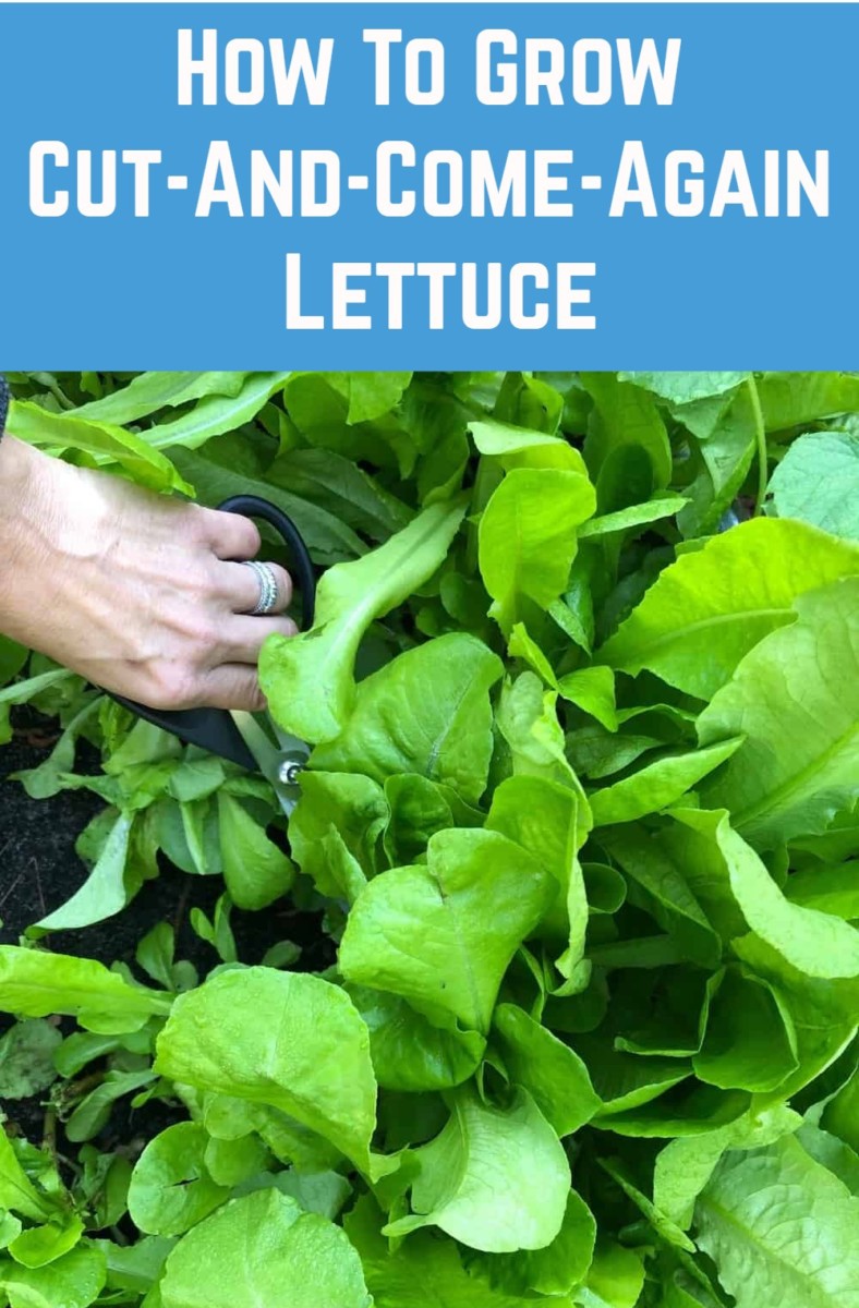 How To Grow Cut-And-Come-Again Lettuce