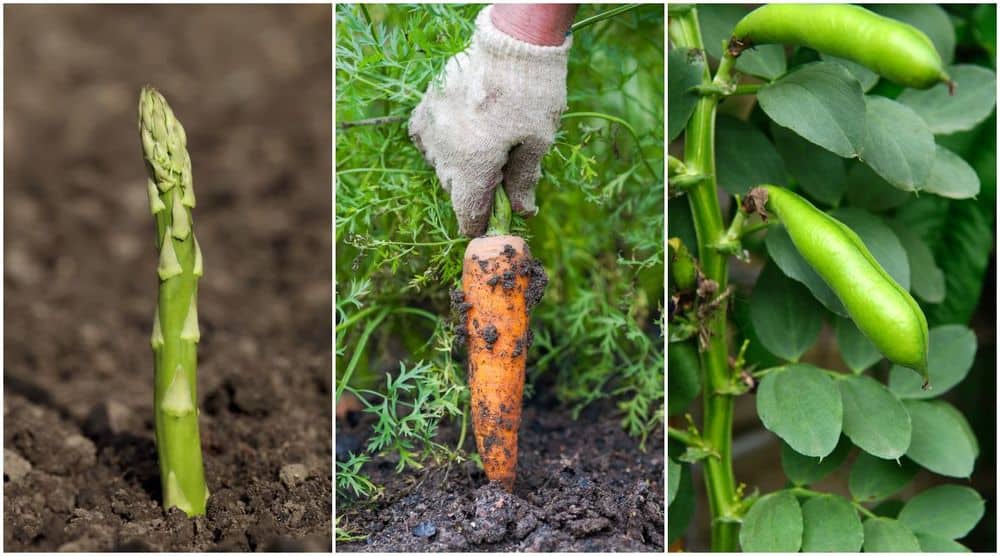 10 Vegetables To Plant In Fall For An Early Spring Harvest