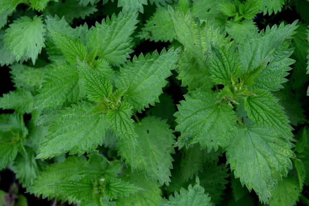 Overhead view of new stinging nettles growing in the springtime. 