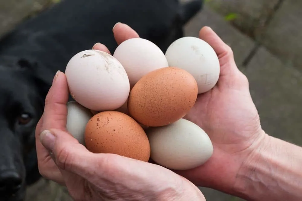 7 Ways To Get More Eggs From Your Chickens