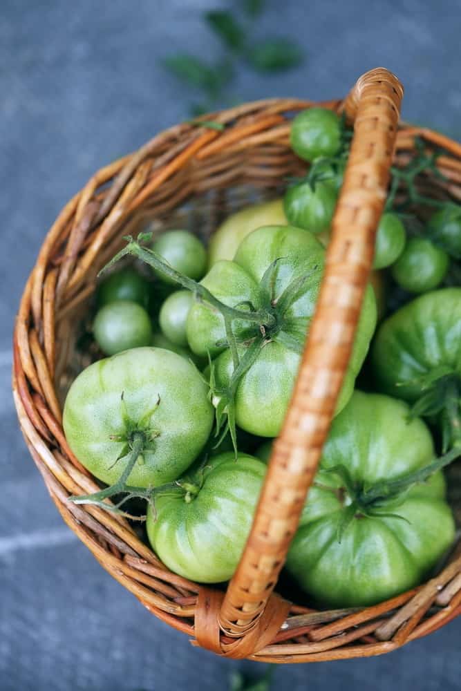 Basket of unripe green tomatoes. 